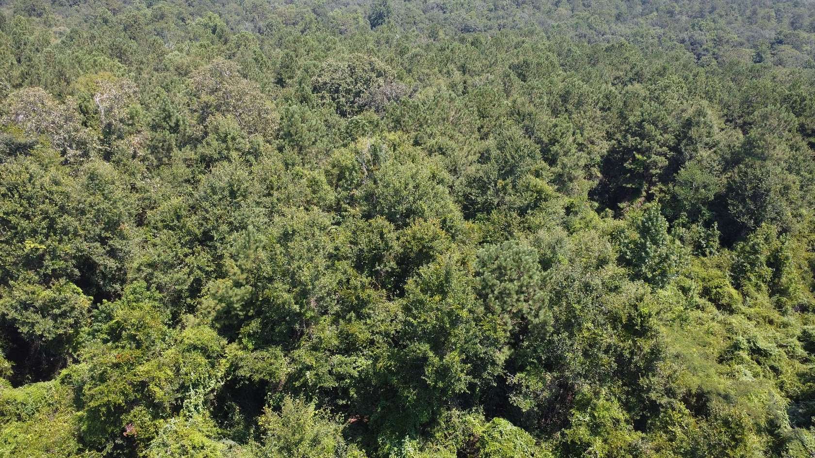 18 Acres of Land for Sale in Carriere, Mississippi