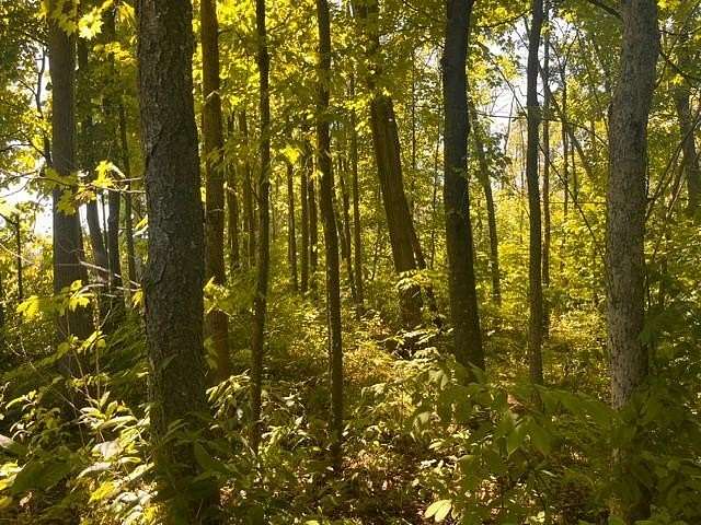 10 Acres of Residential Land for Sale in Woodville, Wisconsin