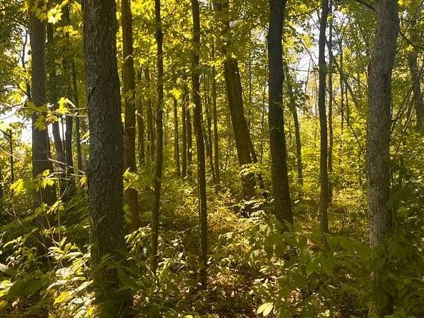 10 Acres of Residential Land for Sale in Woodville, Wisconsin