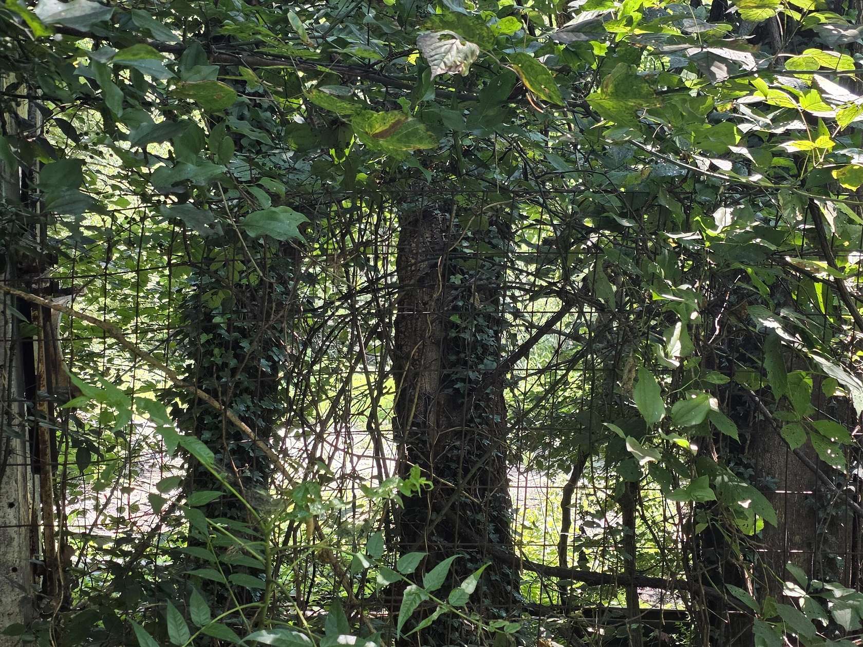 0.69 Acres of Residential Land for Sale in Roanoke, Virginia