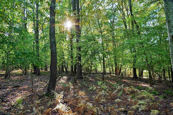 0.34 Acres of Land for Sale in Terra Alta, West Virginia