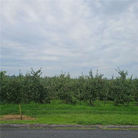 1 Acre of Residential Land for Sale in Albion, New York