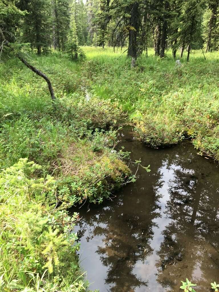 31.9 Acres of Recreational & Residential Land for Sale in Philipsburg, Montana