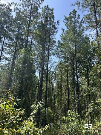 211 Acres of Land for Sale in Greensboro, Alabama