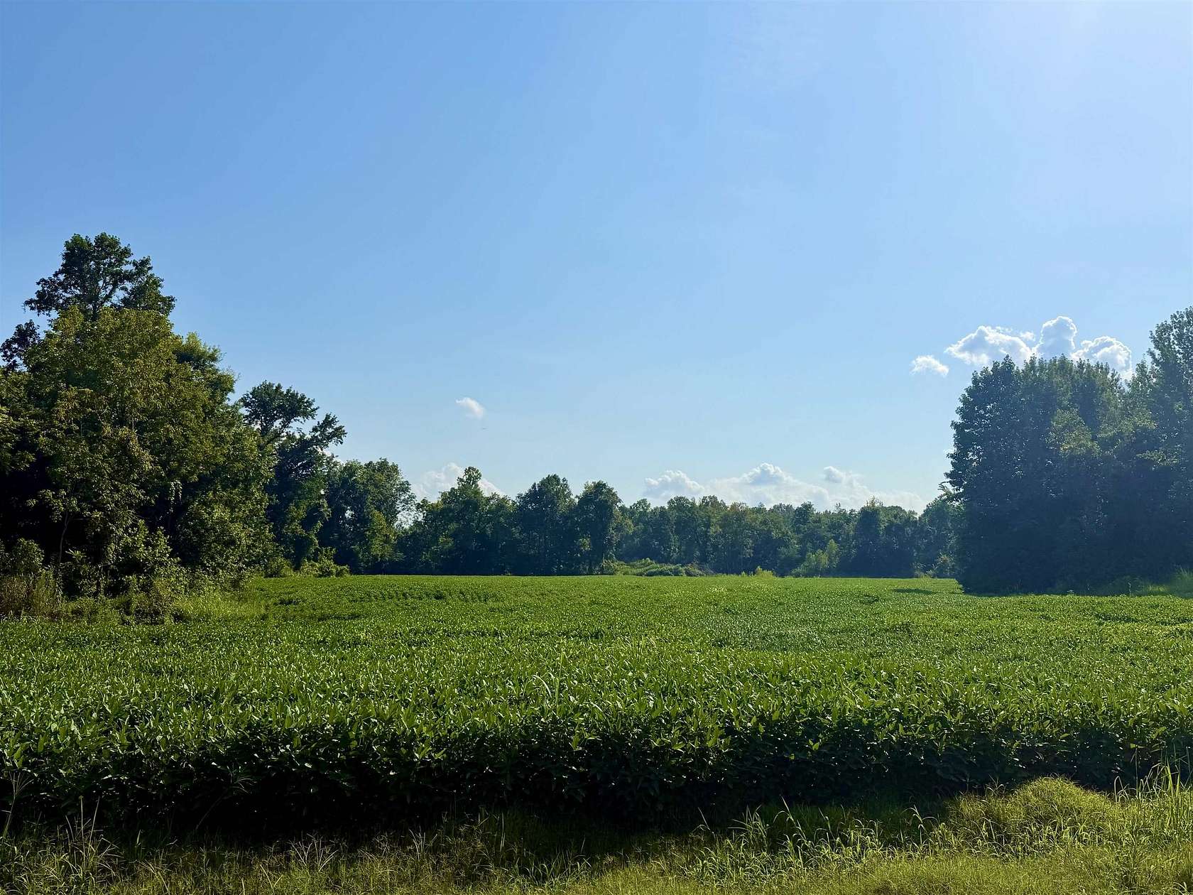 95.8 Acres of Agricultural Land for Sale in Burlison, Tennessee