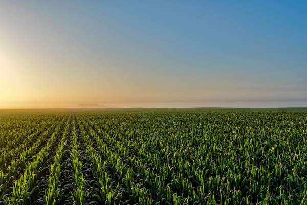 230 Acres of Land for Sale in Scranton, Iowa