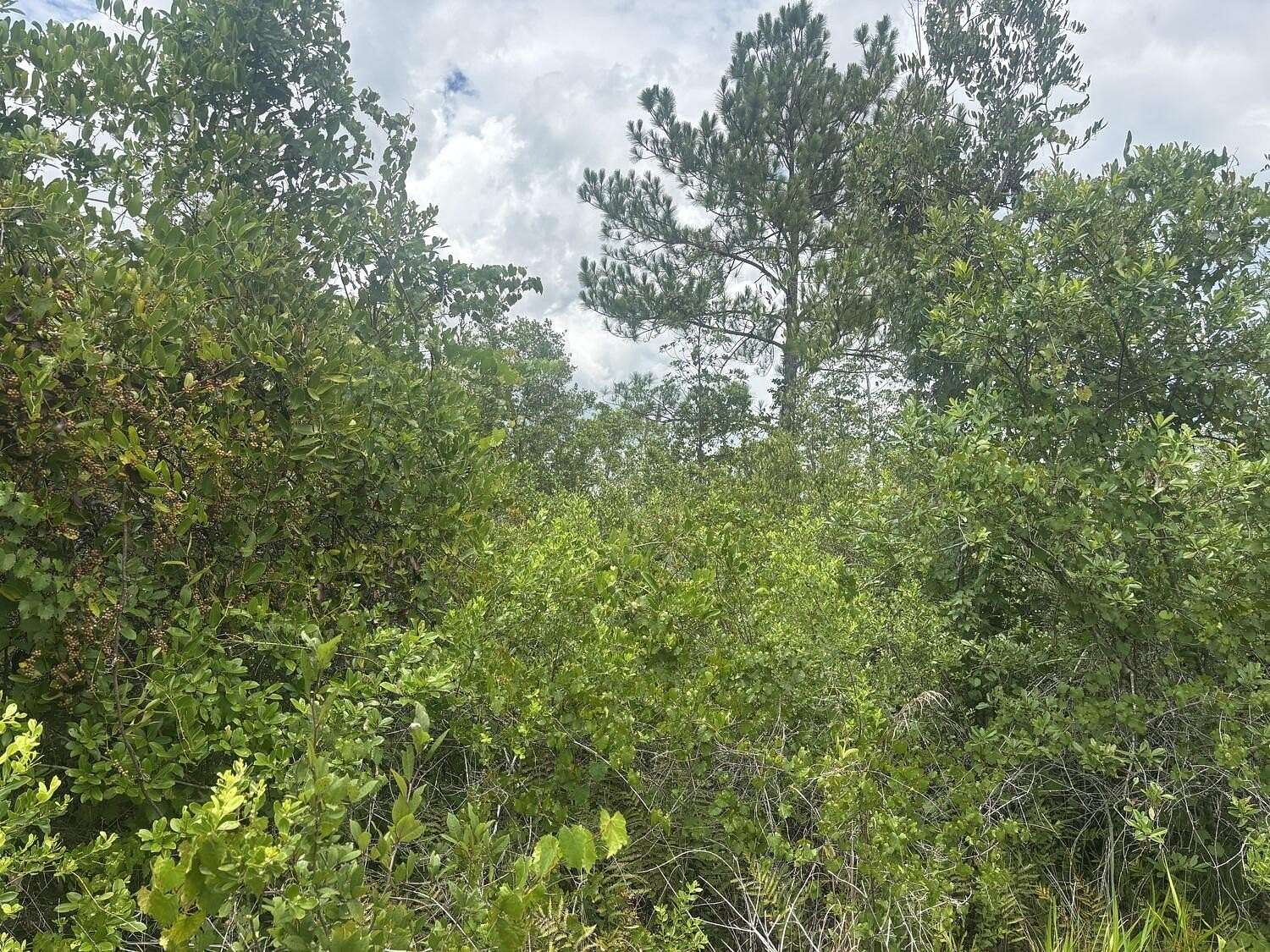 2.67 Acres of Land for Sale in Clermont, Florida