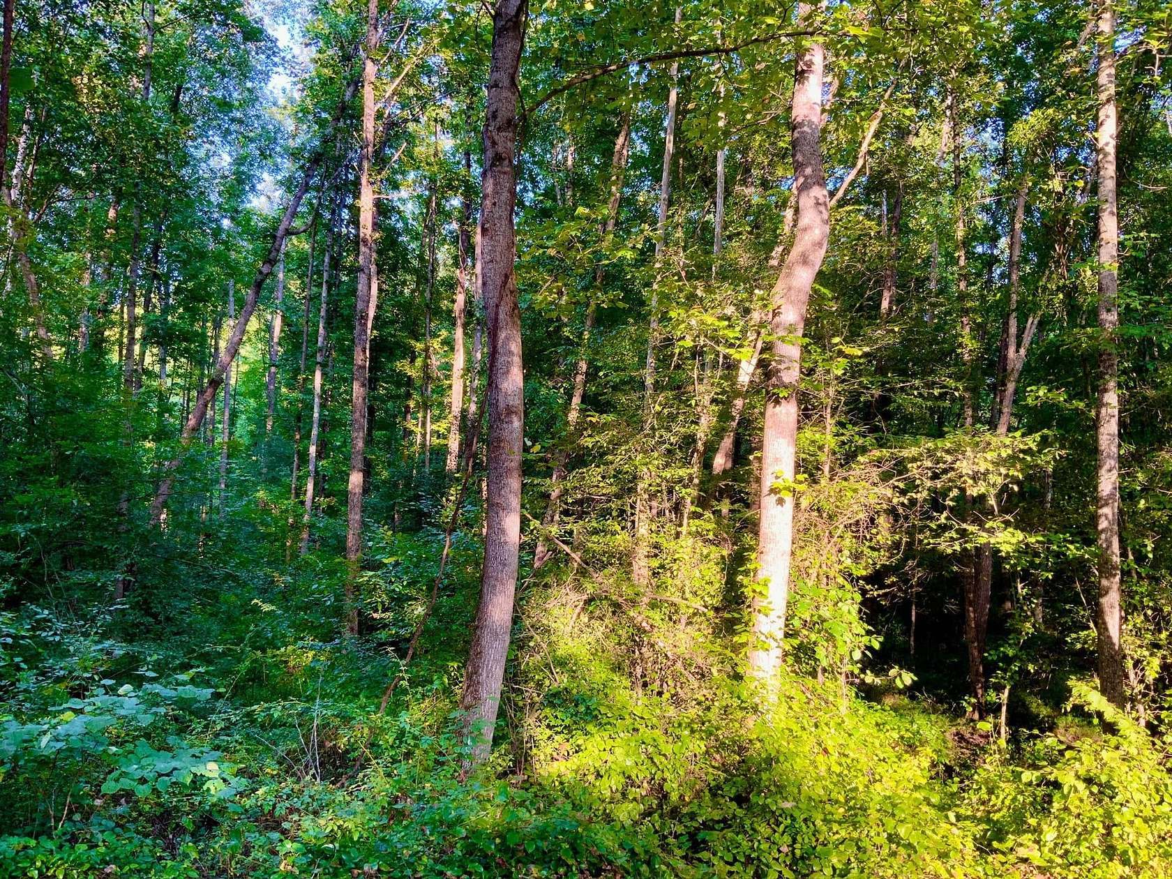 48.3 Acres of Recreational Land for Sale in Springville, Tennessee