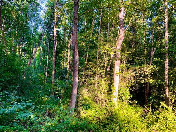 48.3 Acres of Recreational Land for Sale in Springville, Tennessee