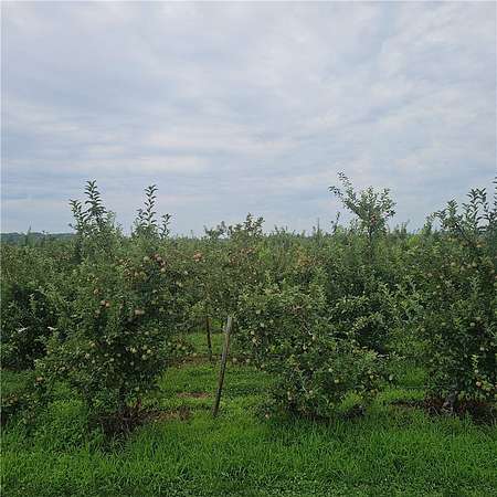 1 Acre of Residential Land for Sale in Albion, New York