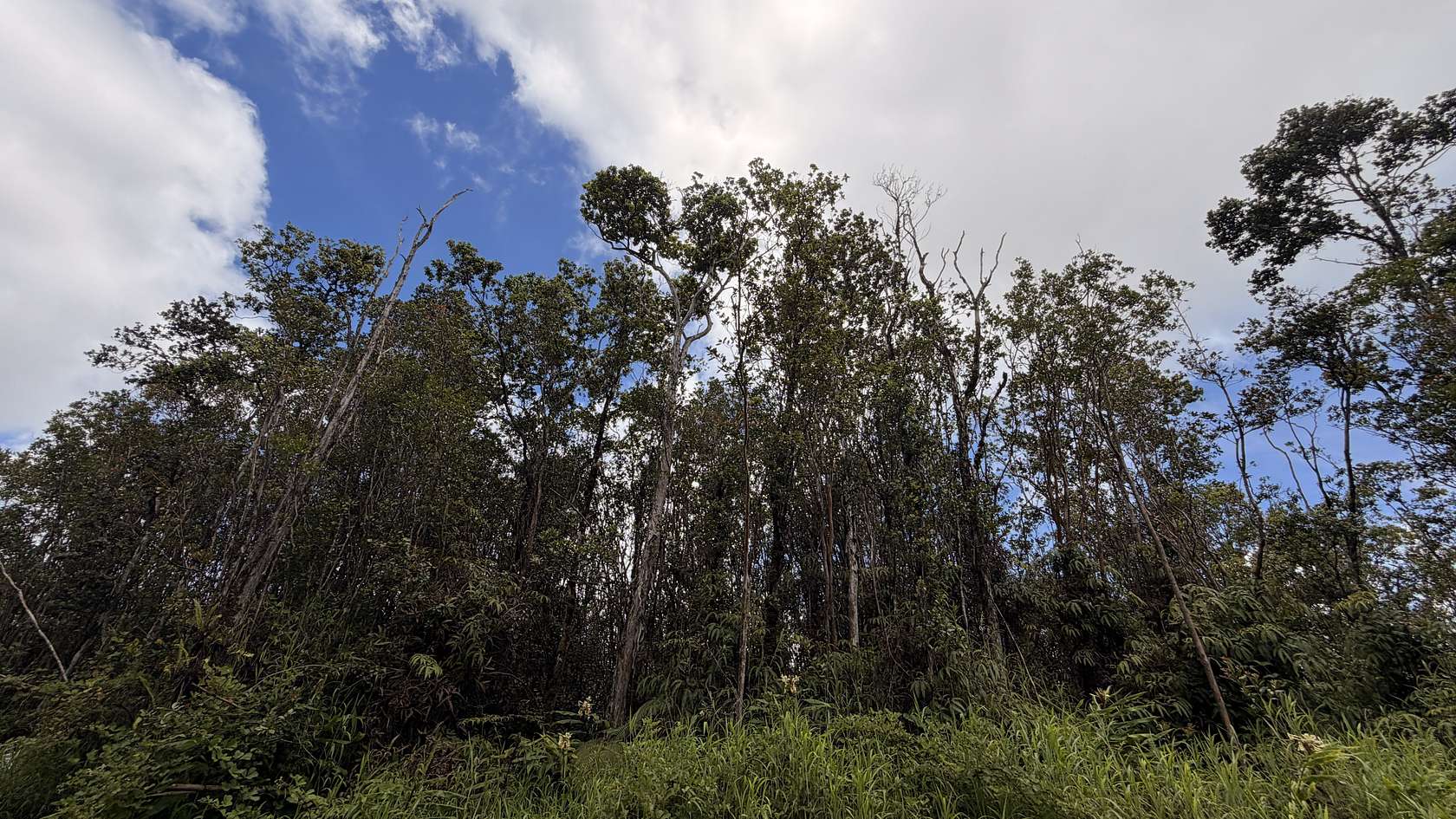 3 Acres of Residential Land for Sale in Volcano, Hawaii