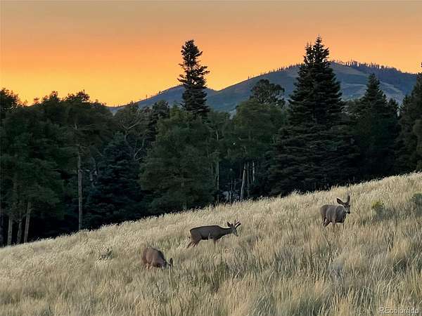 45.5 Acres of Recreational Land for Sale in Fort Garland, Colorado