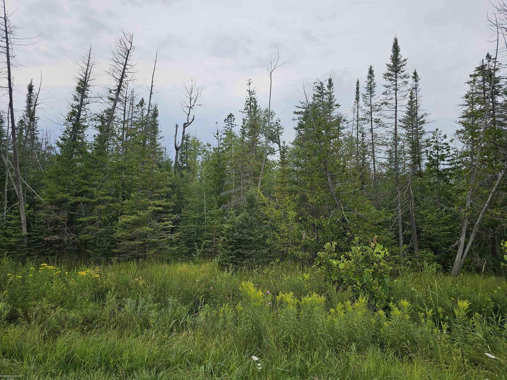 40 Acres of Recreational & Residential Land for Sale in Alpena, Michigan