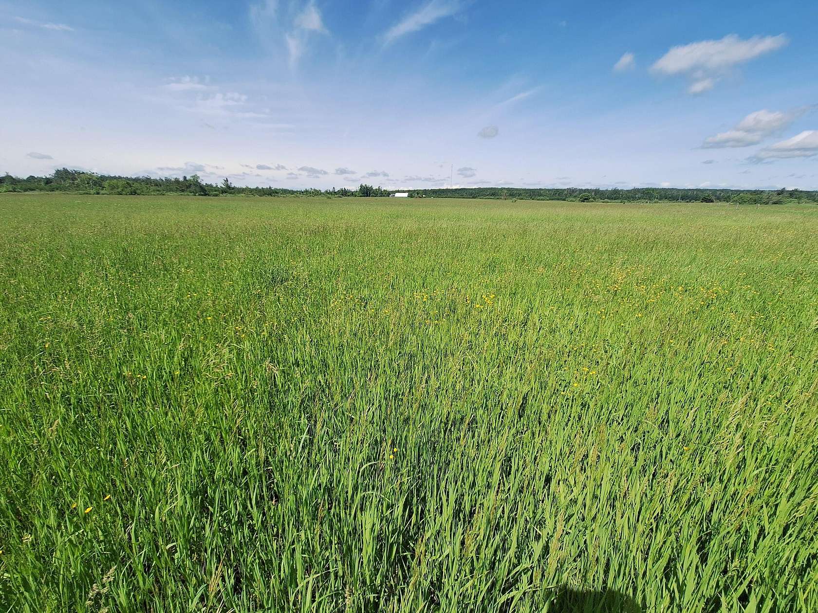 40 Acres of Agricultural Land for Sale in Harrisville, Michigan