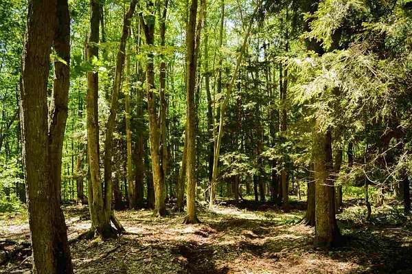 1.4 Acres of Residential Land for Sale in Petoskey, Michigan