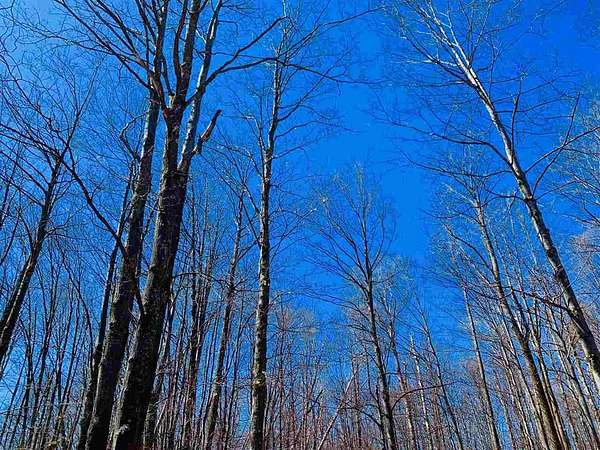 Land for Sale in Mancelona, Michigan