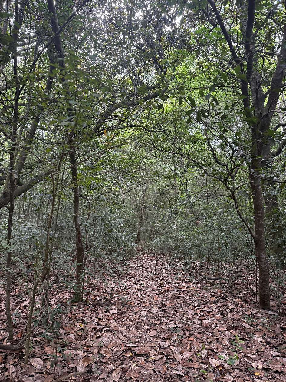 1 Acre of Residential Land for Sale in Geneva, Alabama