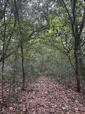 1 Acre of Residential Land for Sale in Geneva, Alabama