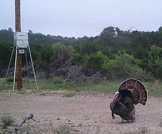 77 Acres of Land for Sale in Rocksprings, Texas