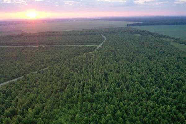 315 Acres of Recreational Land for Sale in Vidalia, Louisiana