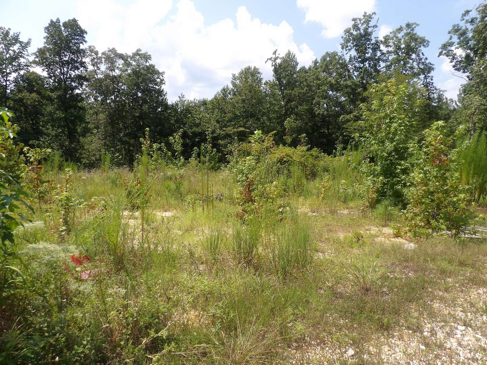 36.1 Acres of Land for Sale in Holladay, Tennessee