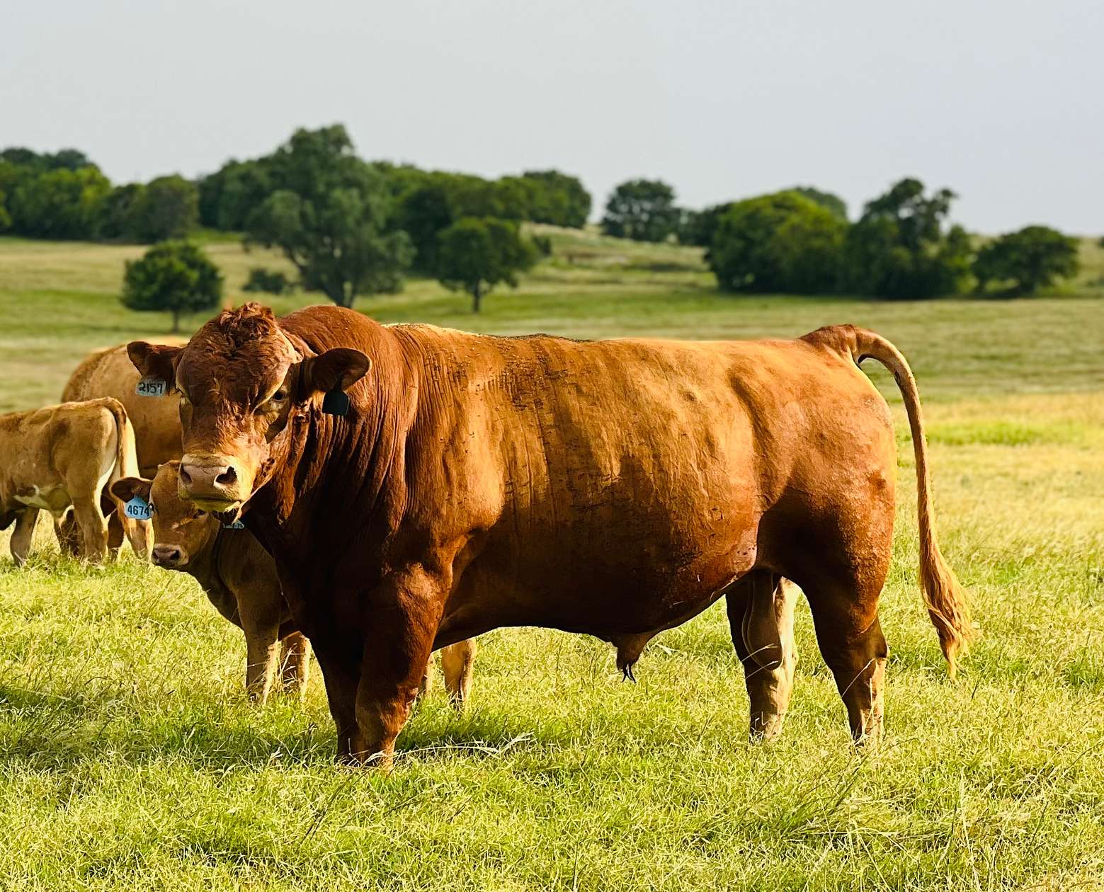 795 Acres of Recreational Land for Sale in Walters, Oklahoma