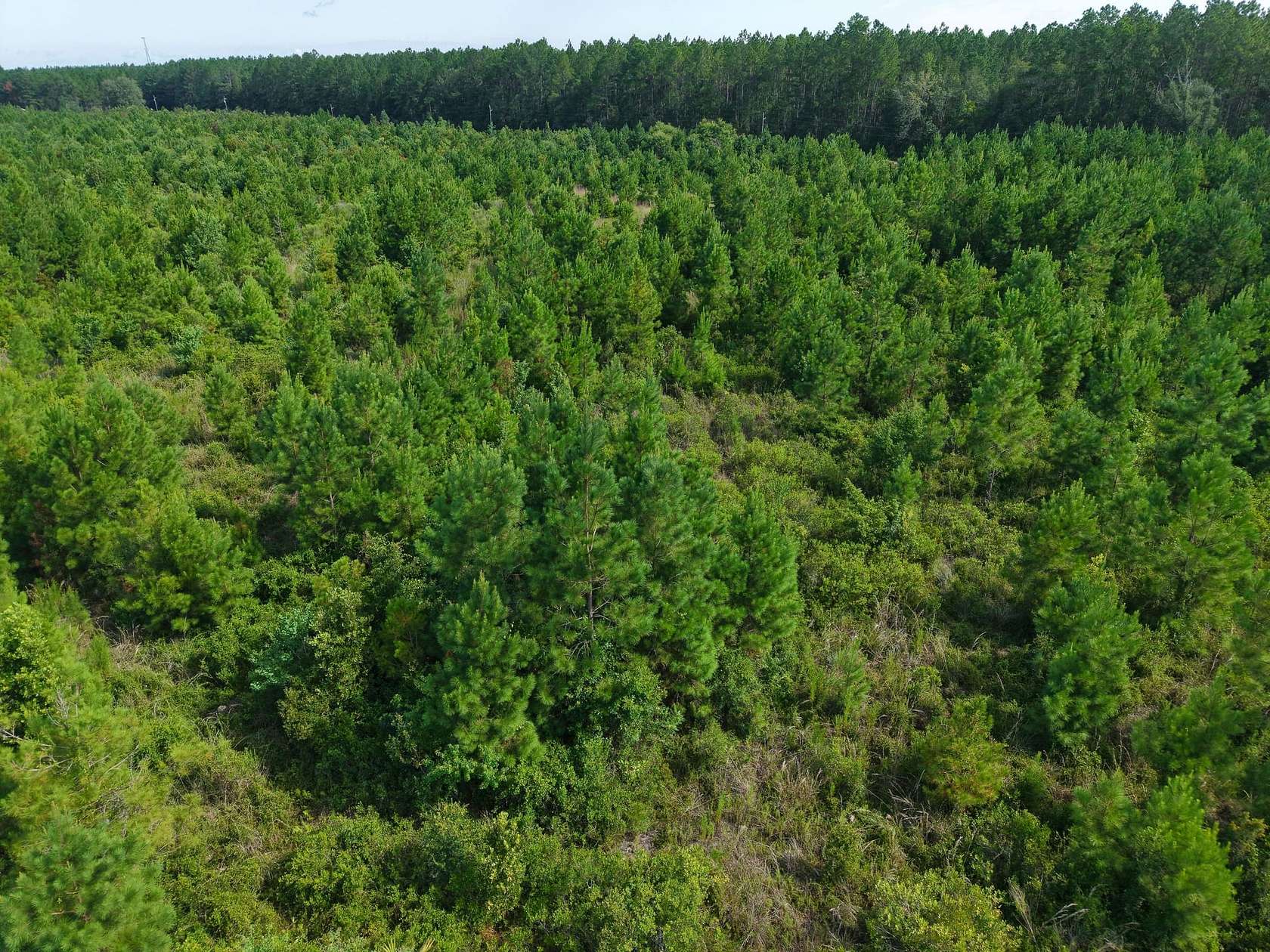 7.55 Acres of Recreational Land for Sale in White Oak, Georgia