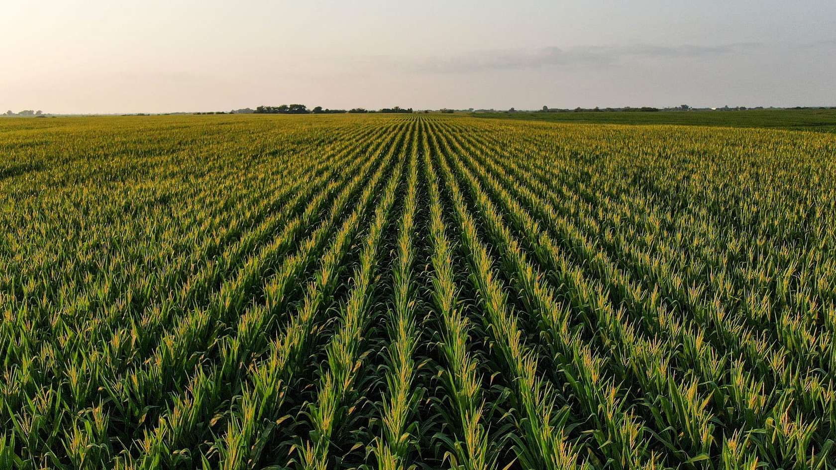 523 Acres of Land for Auction in Allerton, Iowa