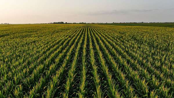 523 Acres of Land for Auction in Allerton, Iowa
