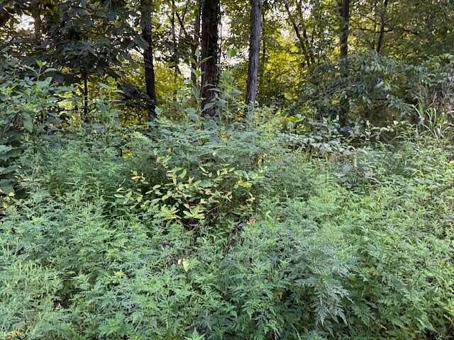 77.9 Acres of Recreational Land for Sale in Parrottsville, Tennessee