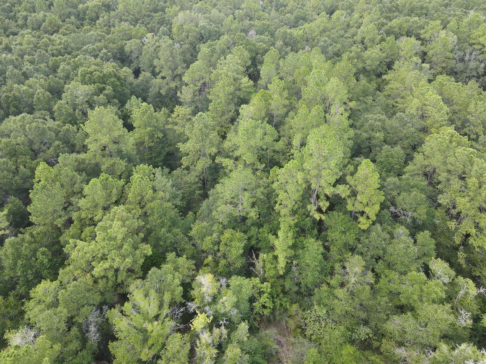4.4 Acres of Residential Land for Sale in Holt, Florida