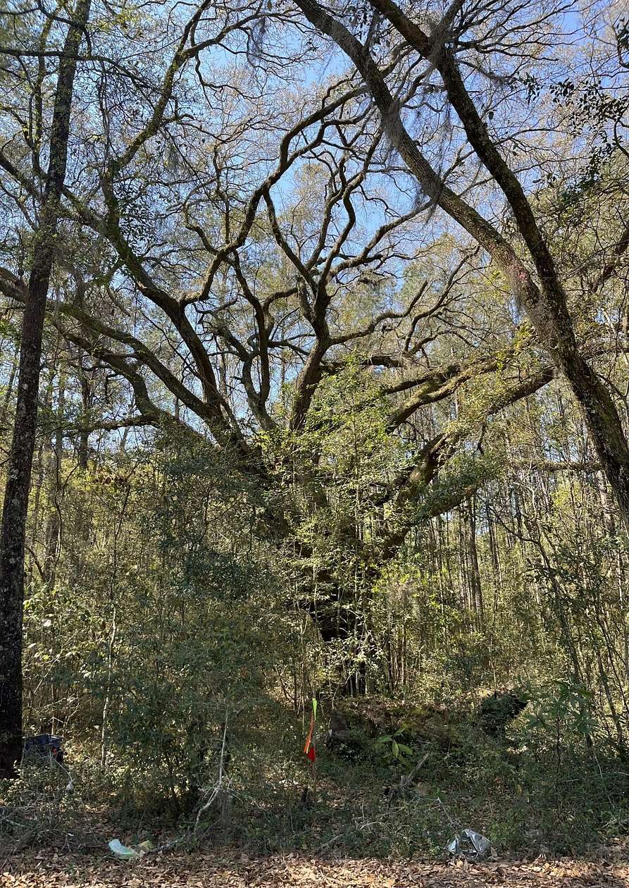 3.88 Acres of Residential Land for Sale in Adams Run, South Carolina