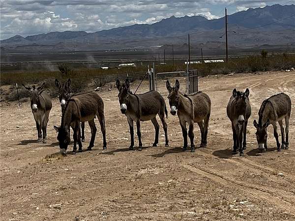 2.2 Acres of Commercial Land for Sale in Golden Valley, Arizona