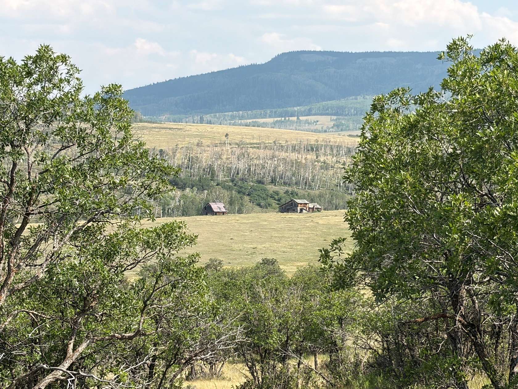 52.6 Acres of Land for Sale in Placerville, Colorado