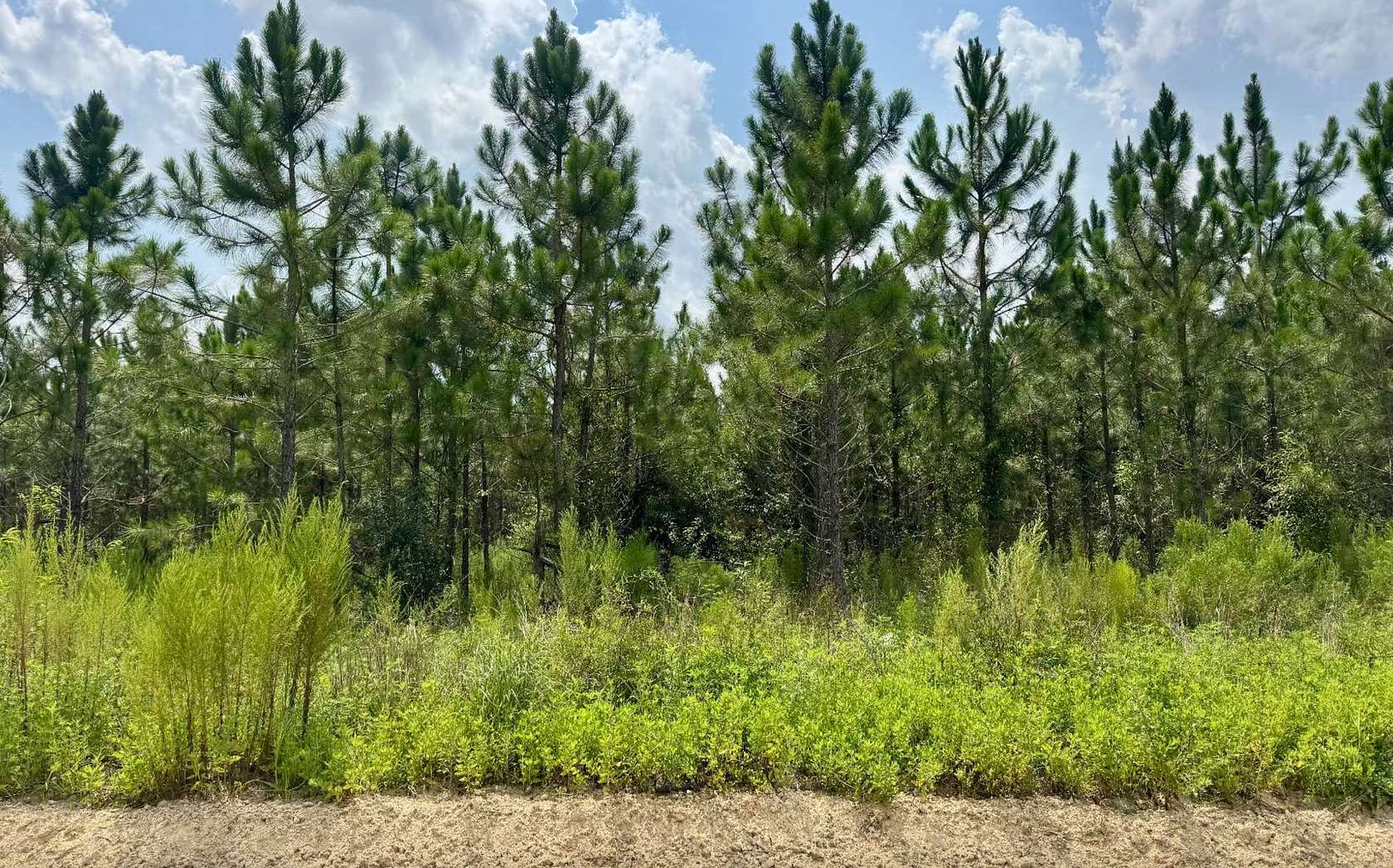 5 Acres of Land for Sale in Jasper, Florida