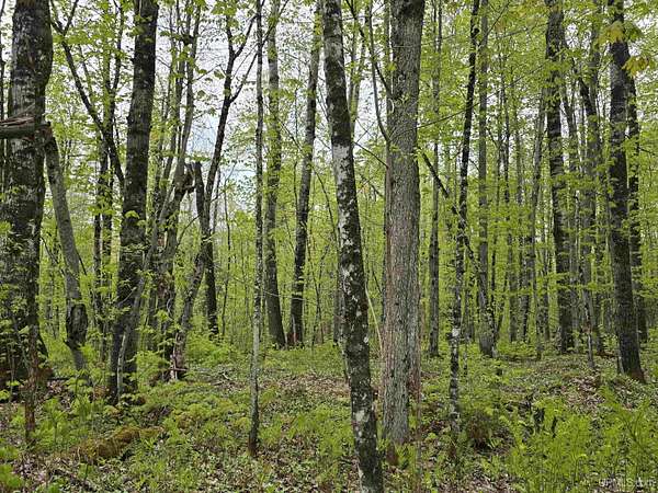 10.7 Acres of Recreational Land for Sale in Nisula, Michigan