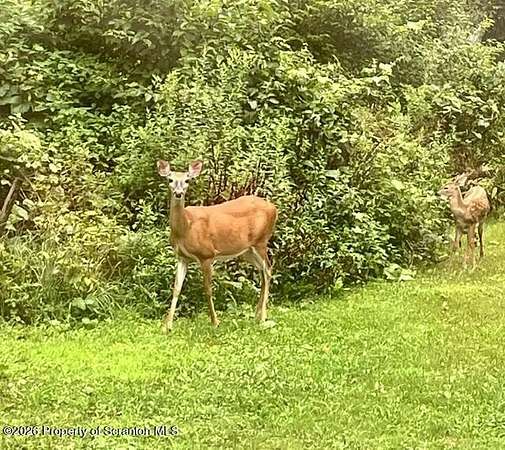 43.3 Acres of Recreational & Residential Land for Sale in Lake Ariel, Pennsylvania