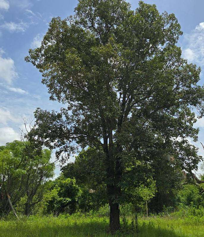 20 Acres of Recreational Land for Sale in Idabel, Oklahoma