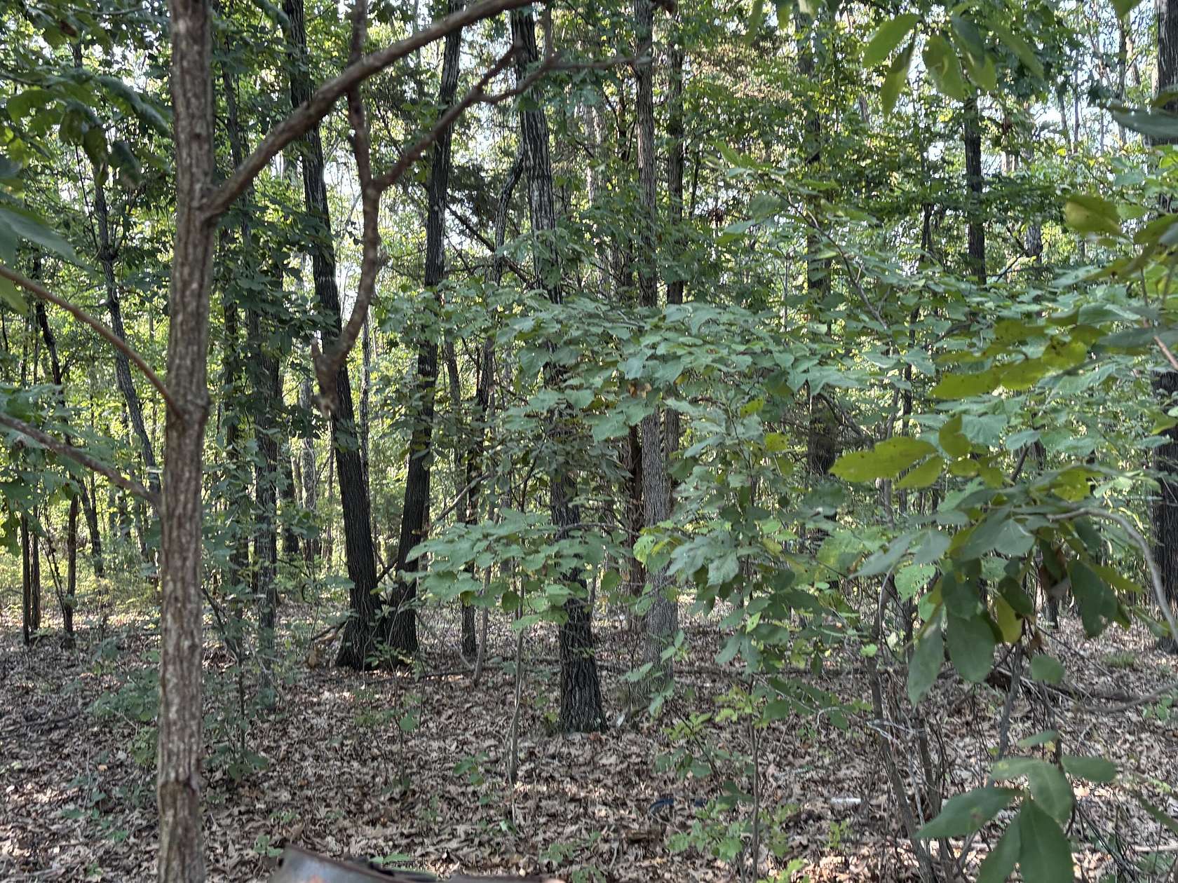 5 Acres of Residential Land for Sale in Vanzant, Missouri