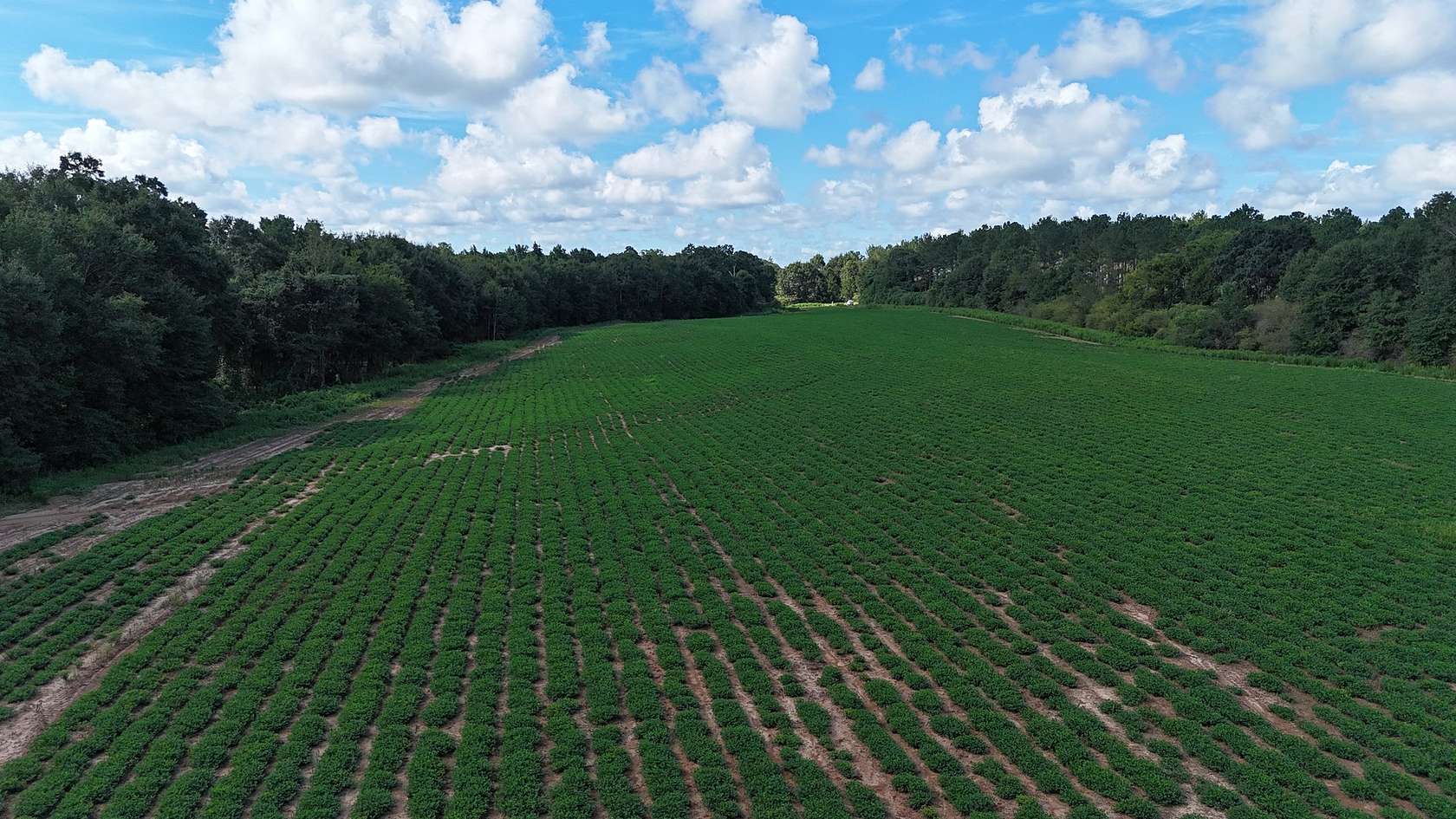 26.9 Acres of Land for Sale in Webb, Alabama