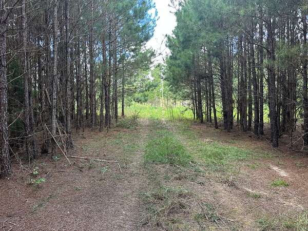 25 Acres of Agricultural & Residential Land for Sale in Columbia, Alabama
