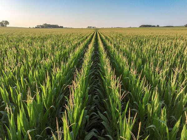 79 Acres of Land for Auction in Emerson, Nebraska