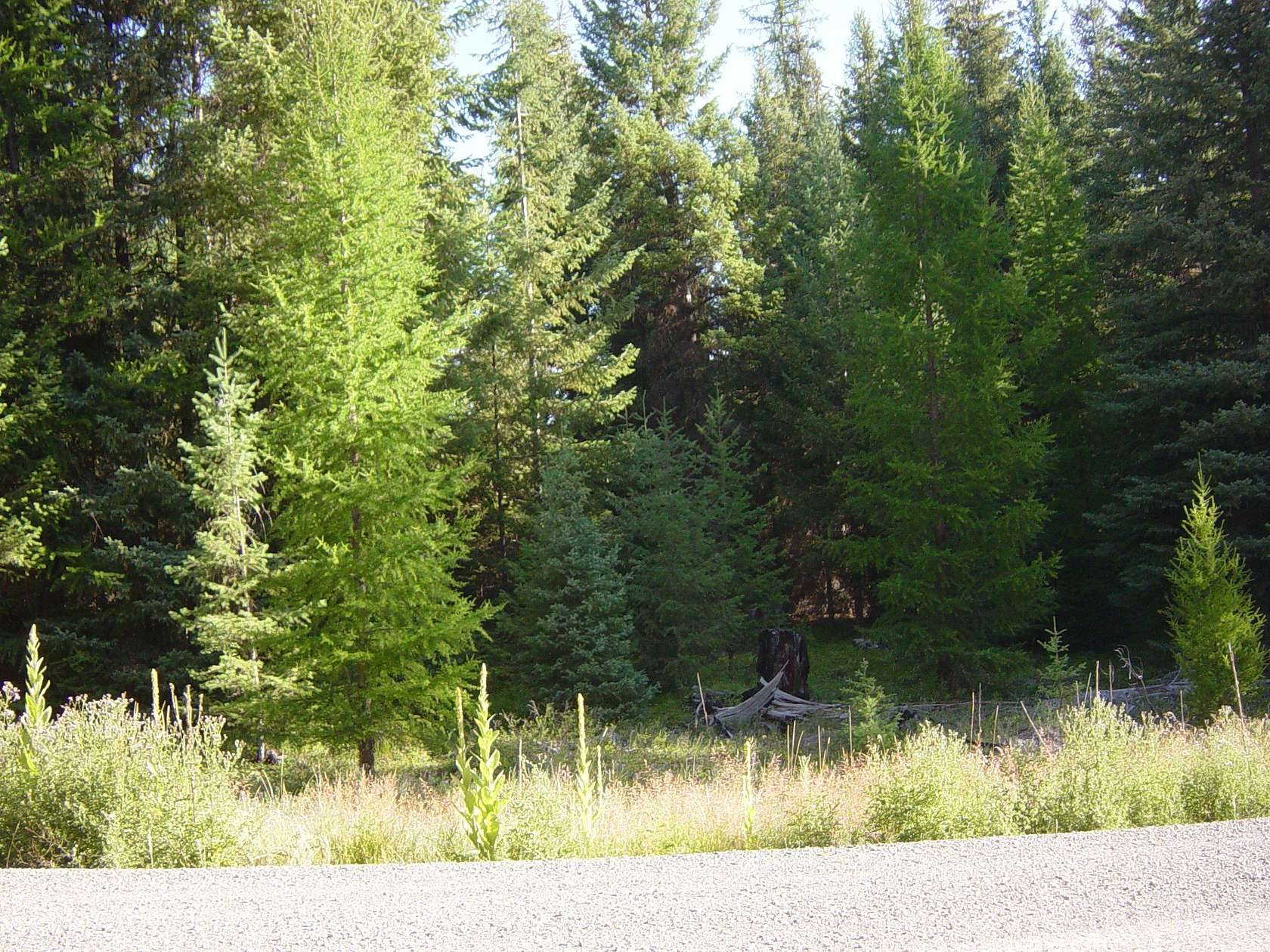 Land for Sale in Libby, Montana