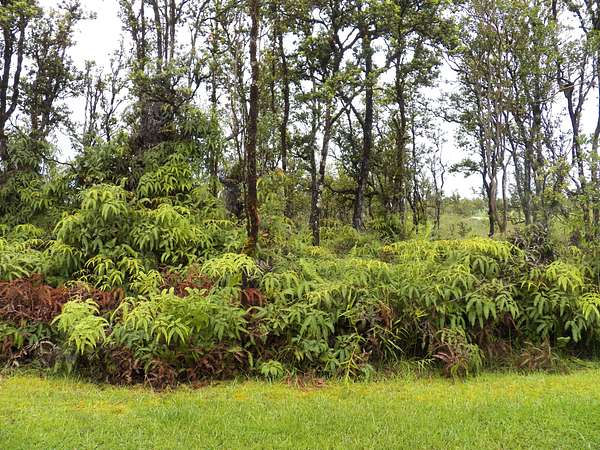 1 Acre of Residential Land for Sale in Mountain View, Hawaii