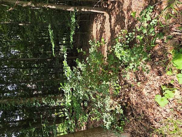 0.33 Acres of Land for Sale in Daniels, West Virginia