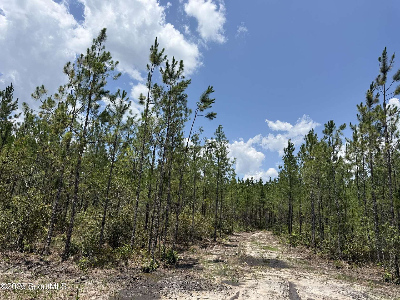 11 Acres of Land for Sale in Manor, Georgia