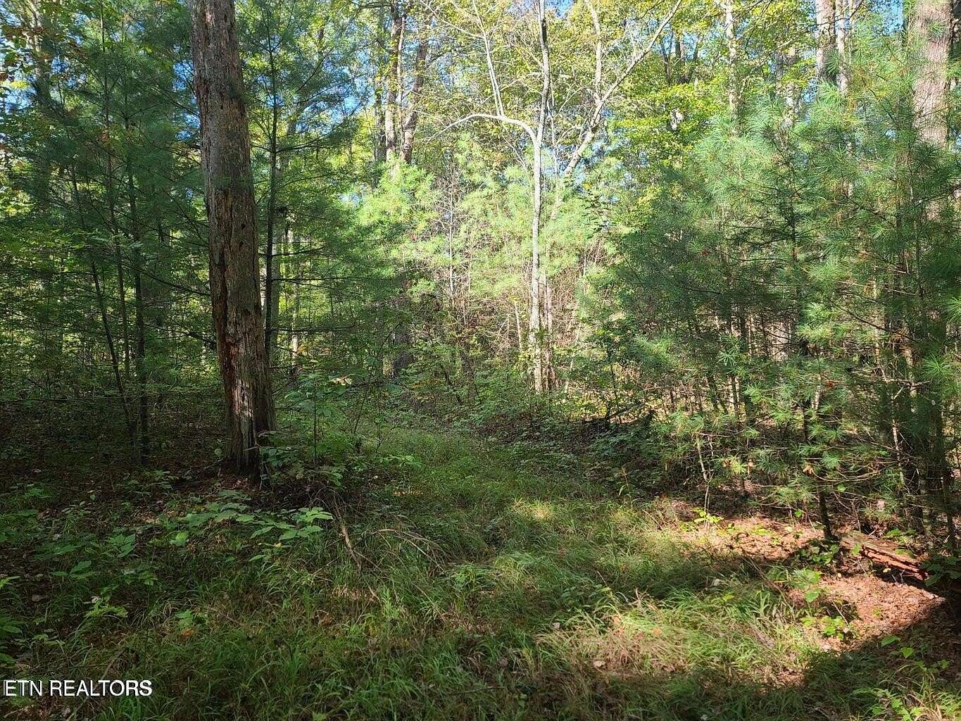 48 Acres of Recreational & Residential Land for Sale in Sunbright, Tennessee
