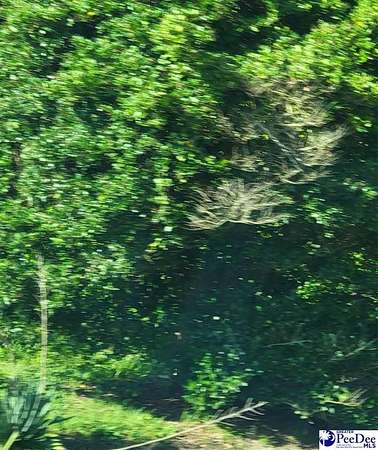 0.45 Acres of Residential Land for Sale in Clio, South Carolina