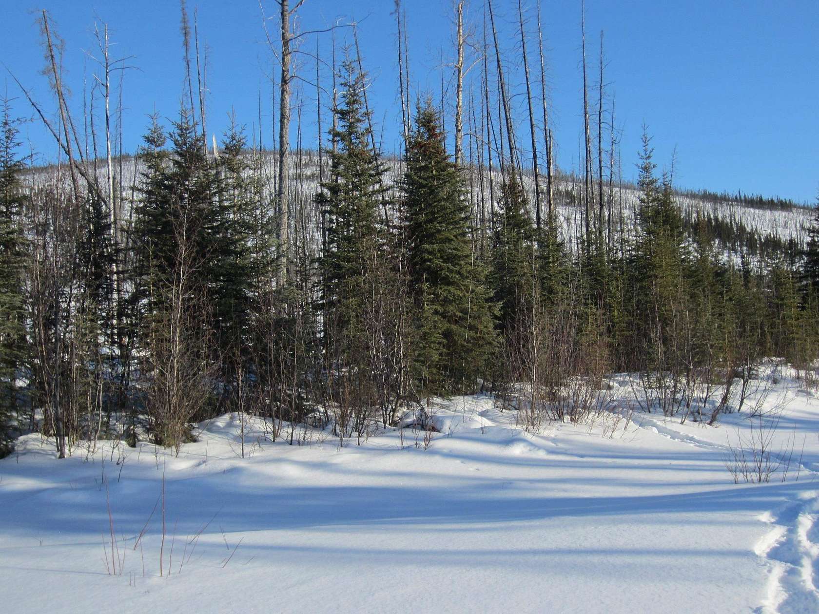 2.6 Acres of Land for Sale in North Pole, Alaska