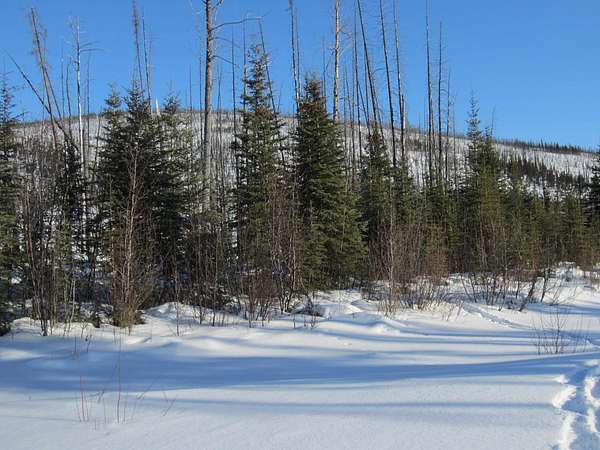 2.6 Acres of Land for Sale in North Pole, Alaska